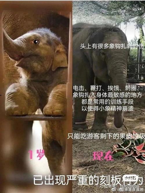 小象莫莉首次爆料视频,独家爆料背后的故事  第2张